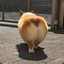 corgibutt