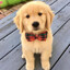 carter