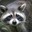 Your Friendly Raccoon