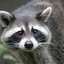 Your Friendly Raccoon