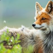 Фокстерьер