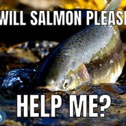 Silly Salmon