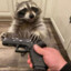 RaccoonPeach