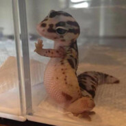 荣国府爆坡手贾宝玉