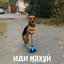 золотойпипиндрус