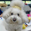 bichon dog