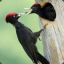 Blackwoodpecker