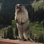 Marmot