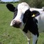 a cow #transrights