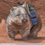 Combat Wombat