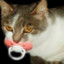 кот сасун