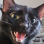 fredrickthecat3