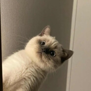 喜欢我3030对你满入吗