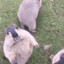 przyglup