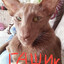 Гашик