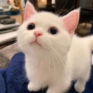 软饭硬吃曹达华