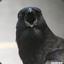 Crow^