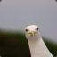 Tactical_Quack