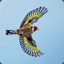 Goldfinch