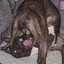 schizophrenicdog