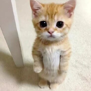 鸡翅包饭饭包鸡翅