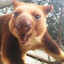 ⊹ Young marsupial the third