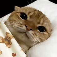云霖猫