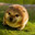 DoGe、