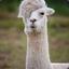 GoonSquad.Llama