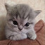 instinct`