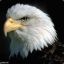 eagle_eye