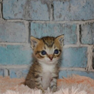 виктор палыч