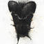 Moth Mellow