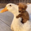 dog on a duck