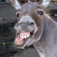 Donkey