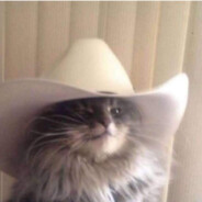 gato mineiro