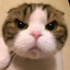 JungLaw