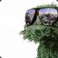 [r*asted] sgt.SPLIFF