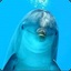 Bully Dolphin