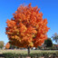 Maple (She/They)