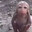 Wet Monkey