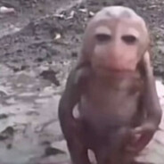 Wet Monkey