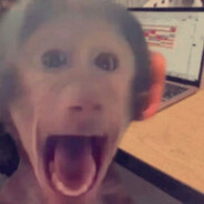 monkey 2