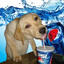 pepsi dog