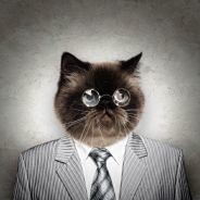 CorporateCat