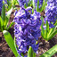 Hyacinth