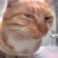 El Gato