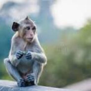 Lone Monkey - steam id 76561198427514629