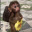 monkemuncher