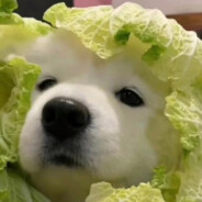 玩家头像